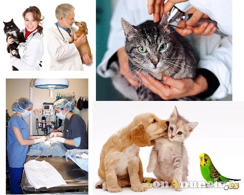 curso de Ayudante Técnico Veterinario